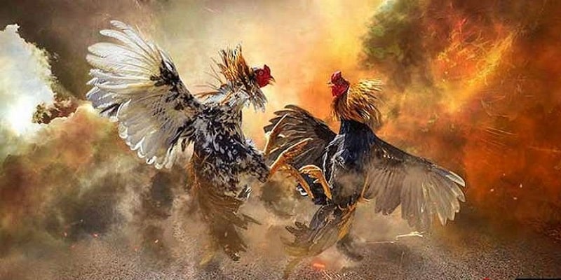 Cách Thực Hiện Aog Đá Gà H3bet Đúng Cách